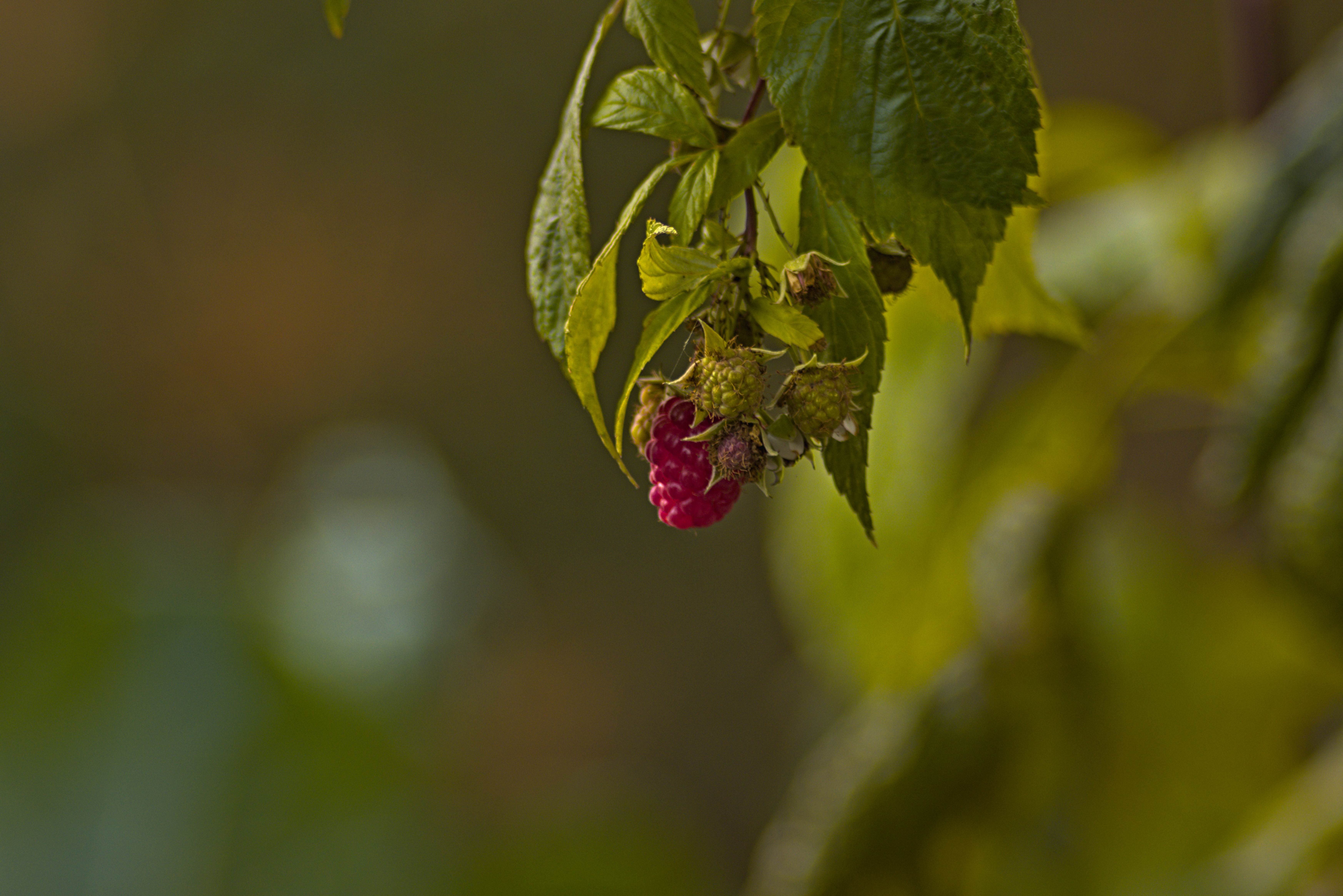 Pentacon 200mm f4  G.D.R.  (M42) - _I4A0056.jpg
